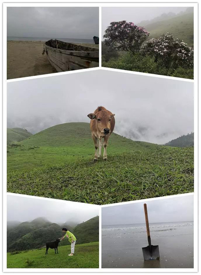 5月1日，陽(yáng)西藍(lán)袍藍(lán)看海，陽(yáng)春雞籠頂?shù)巧劫p高山杜鵑