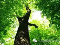 【博皓感悟】欲為大樹，莫與草爭(zhēng)