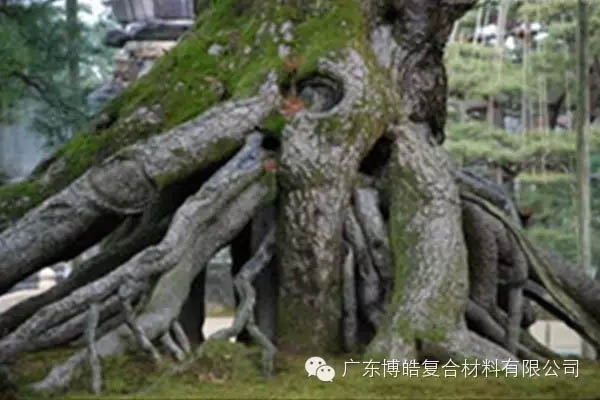 【博皓感悟】欲為大樹，莫與草爭-5